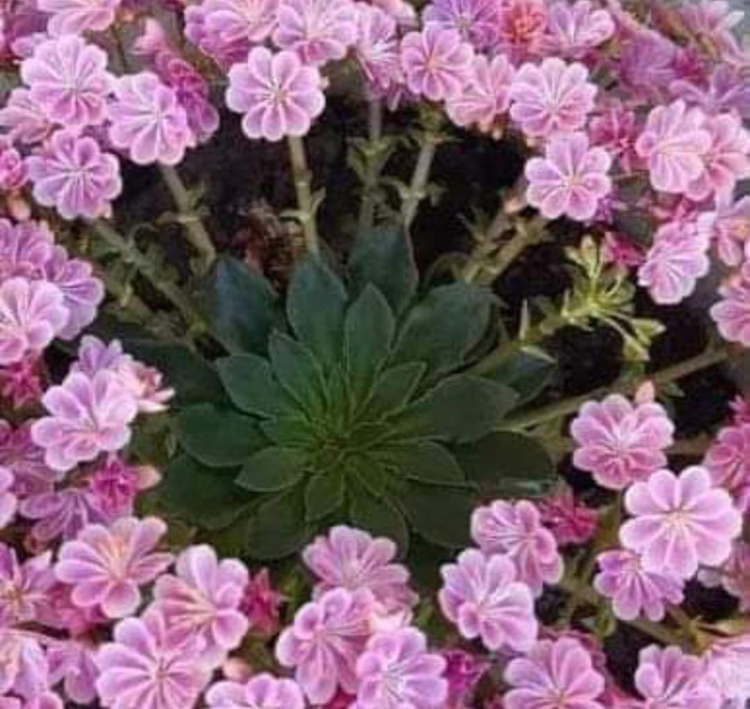 Risale Dersi 1498: Şualar 2.Şua 22